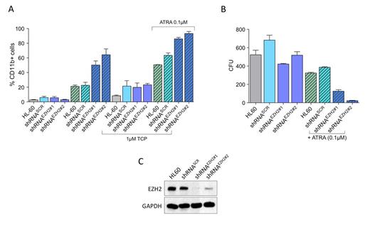 Figure 1. Knockdown of EZH2 (C) promotes differentiation of AML cells (A), impairs clonogenic survival and synergistically enhances the anti-leukemic effects of the retinoid all-trans-retinoic acid (ATRA) (B).