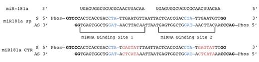 Figure 1. Schematic representation of the design miR-181a sponge and the control sponge. miRNA antisense binding sites (MBS) contain central mismatch at position 9-12 of the miRNA sequence (bulge). For the control sponge, a scrambled sequence at positions 2-8 was generated. The two MBS are separated by a short 4-6 nt sequence spacer. Bold flanking letters indicate overhangs compatible with the restriction endonuclease SanDI.