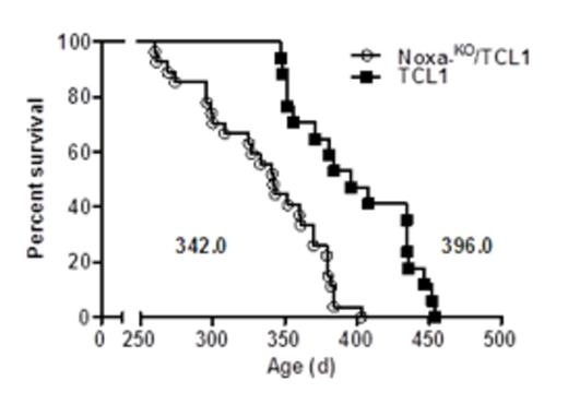 Figure 1. Survival analysis of Noxa-KO/TCL1 mice and TCL1 mice. The Kaplan-Meier curves were analyzed by a Log-Rank test.
