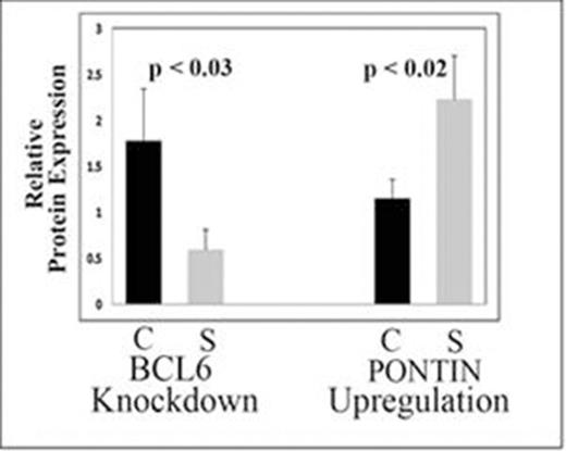 Figure 2. Knockdown of BCL6 protein levels by siRNA increases Pontin protein expression