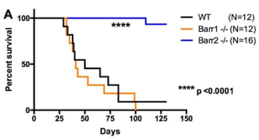 Figure 1. βarr2 is necessary for the development of MPLW515L mutant PMF in a murine model. (A) Kaplan-Meier survival curve. (B) Spleen size at death.