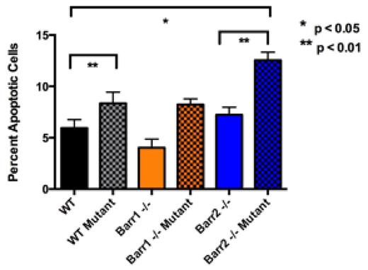 Figure 2. βarr2-/- KLS cells show increased apoptosis versus controls by annexin V and PI staining.