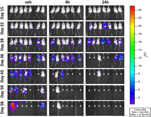 Figure 1. Host response to bortezomib promotes MM aggressiveness in mice. Eight week old CB.17 SCID mice were injected intravenously with 1mg/kg bortezomib or vehicle (veh). Four and 24 hours later mice were inoculated through the tail vein with 5x106 CAG-luciferase+ cells (n=6-7mice/group). Tumor growth and expansion was assessed by IVIS imaging system.