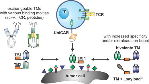 Figure 1. Schematic representation of T cell recruitment with the modular UniCAR system. / The UniCAR T cell recruitment system consists of two separated units. The first unit is the UniCAR expressed on T cells with a single-chain fragment variable (scFv) specific for a short 10 aa long peptide motif. The intracellular signalling domain of the UniCAR contains a costimulatory domain derived from CD28 and the T cell receptor z chain. The second unit is a targeting molecule (TM) which consists of a scFv fused to the peptide epitope. The cross-linkage of T cell and target cell is mediated by interaction between the UniCAR binding domain on T cells and target cell binding TM.