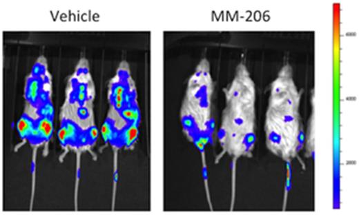 Figure 1. MM-206 treatment slows disease progression in a xenograft model of AML. NSG mice were injected iv with 106 MV4-11.ffluc AML cells at day 0. After two weeks, mice began treatment with MM-206 30 mg/kg, or vehicle, ip daily 5 days per week for 2 weeks or 4 weeks (weeks 2 - 4 or 2 - 6). Representative luminescence images from mice one week after completion of two weeks of treatment.
