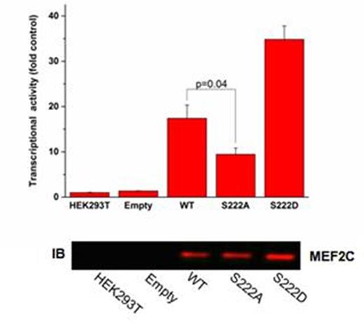 Figure 1. MEF2C phosphorylation is required for transactivation of MEF2C promoter elements