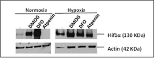 Figure 2. Western blots show that in contrast to DMOG (1 mM) and DFO (0.5 mM), which are known to stabilize HIF-1 alpha, atpenin A5 (1 μM) does not stabilize HIF-1 alpha in normoxia in 293T cells. Actin bands are loading controls.