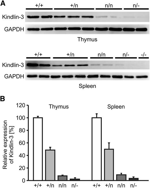Figure 1. Kindlin-3 protein levels in spleen and thymus. (A) Western blot analyses of kindlin-3 in spleen and thymus lysates from K3+/+, K3+/n, K3n/n, K3n/−, and K3−/− mice. Glyceraldehyde-3-phosphate dehydrogenase (GAPDH) served as loading control. (B) Densitometric quantification of (A). Values are given as mean ± SD.