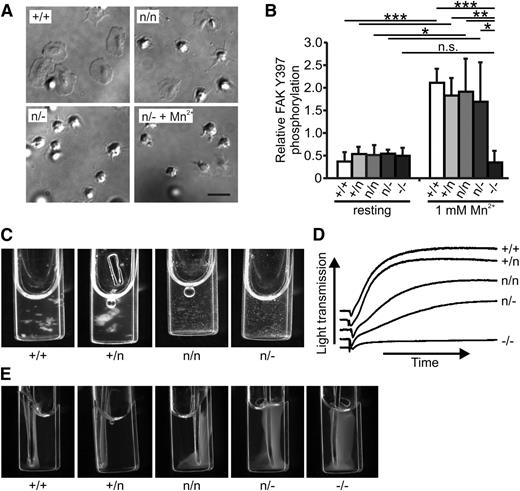 Figure 3. Platelet adhesion, aggregation, and clot retraction are impaired at low kindlin-3 levels. (A) Washed platelets were stimulated with 0.01 U/mL thrombin and allowed to adhere to coated fibrinogen for 10 minutes in the presence or absence of 3 mM Mn2+. (B) Washed platelets were either left untreated or were plated on fibrinogen in the presence of 1 mM Mn2+ and 0.01 U/mL thrombin. FAK Y397 phosphorylation was densitometrically quantified from at least 3 different Western blots and normalized for GAPDH levels. Values are shown as mean ± SD. Data were statistically analyzed by Student t test. (C) Aggregates of K3+/+, K3+/n, K3n/n, and K3n/− platelets in response to 0.1 U/mL thrombin. (D) Platelet aggregation assays with K3+/+, K3+/n, K3n/n, K3n/−, and K3−/− platelets in response to 0.1 U/mL thrombin. (E) Clot retraction of platelets from K3+/+, K3+/n, K3n/n, K3n/−, and K3−/− mice. *P < .05; **P < .01; ***P < .001. n.s., not significant.