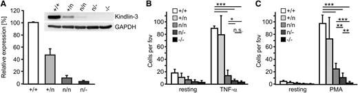 Figure 4. Kindlin-3 hypomorphic PMNs show impaired adhesion in vitro. (A) Densitometric quantification of kindlin-3 levels in K3+/+, K3+/n, K3n/n, and K3n/− PMNs (N = 3). GAPDH served as loading control. (B) Static adhesion of PMNs to ICAM-1 upon TNF-α stimulation (N = 4). (C) Static adhesion of PMNs to ICAM-1 upon PMA stimulation (N ≥ 5). Data are shown as mean ± SD and were statistically analyzed by Student t test. *P < .05; **P < .01; ***P < .001. n.s., not significant.
