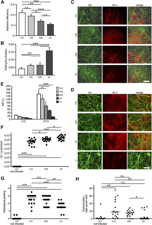 Figure 5. Leukocyte adhesion, extravasation, and bacterial clearance are impaired at low kindlin-3 levels. (A-B) Leukocyte adhesion and rolling in TNF-α–stimulated cremaster muscle venules assessed in 12 venules of 4 K3+/+ mice, in 21 venules from 4 K3+/n mice, in 19 venules of 4 K3n/n mice, and in 17 venules of 3 K3n/− mice. (A) Leukocyte adhesion efficiency determined as the number of adherent leukocytes per mm2 vascular surface area divided by the systemic leukocyte count. (B) Leukocyte rolling flux fraction determined as rolling leukocytes passing an imaginary perpendicular line over the vessel corrected by the total number of passing leukocytes. Values are mean ± SEM. (C-D) Whole-mount immunofluorescence staining of ear flaps at 1 hour (C) and 4 hours (D) after phorbol ester treatment. Tissues were stained with a pan-laminin antibody (LN; green) to visualize endothelial basement membrane and a Gr-1 antibody (red) to visualize neutrophils. The scale bar represents 200 µm. (E) Phagocytosis of fluorescently labeled E coli particles by K3+/+, K3+/n, K3n/n, K3n/−, and K3−/− PMNs (N = 3, 5, 4, 4, 3). Data are shown as mean ± SD and were statistically analyzed by Student t test. (F-H) Infection of kindlin-3 hypomorphic mice with H pylori. (F) Colonization density of gastric mucosa of K3+/+, K3n/n, and K3n/− mice, which were either not infected or were orally infected with H pylori PMSS1 for 12 weeks. (G) Histologic grading of gastric mucosa from K3+/+, K3n/n, and K3n/− mice challenged with H pylori PMSS1 for 12 weeks compared with age-matched noninfected controls. (H) Recruitment of granulocytes to the gastric mucosa of K3+/+, K3n/n, and K3n/− mice challenged with H pylori PMSS1 for 12 weeks compared with age-matched noninfected controls. Data were statistically analyzed by Mann-Whitney U test for unpaired groups. *P < .05; **P < .01; ***P < .001. n.s., not significant.