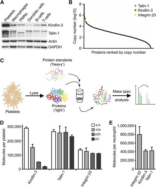 Figure 6. Quantification of kindlin-3, talin-1, and integrin protein levels in platelets and PMNs. (A) Western blot of kindlin-3 and talin-1 from different blood cell lysates. GAPDH and actin served as loading controls. (B) Copy number counts of platelet proteins were estimated with intensity-based absolute quantification. (C) Schematic representation of the workflow for quantification of protein copy numbers in platelet lysates. Heavy-labeled protein standards with known concentration were spiked into platelet lysates, and peptide ratios were determined by mass spectrometry. (D) Mass spectrometry–based absolute quantification of the copy numbers of kindlin-3, talin-1, and β3 integrin in K3+/+, K3+/n, K3n/n, and K3n/− platelets (N = 3, 2, 2, 2). Values are given as median ± range. (E) Mass spectrometry–based absolute quantification of the copy numbers of kindlin-3, talin-1, and β2 integrin in wild-type PMNs (N = 3). Values are given as median ± range.