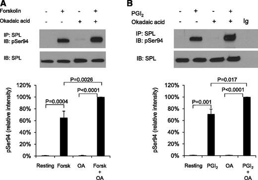 Figure 3. SPL becomes phosphorylated on serine 94 in platelets incubated with forskolin or PGI2. (A) Human platelets were incubated with 20 µM forskolin (Forsk) ± 1 µM okadaic acid (OA) as indicated. Proteins were precipitated with anti-SPL, probed with an antibody specific for pSer94 SPL and then stripped and reprobed with anti-SPL. The graph summarizes 3 experiments (mean ± SEM). (B) Identical to panel A except that the platelets were incubated with 15 µM PGI2 ± okadaic acid.