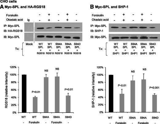 Figure 4. SPL Ser94 variants affect complex formation and dissociation. (A) CHO cells were transfected with Myc-tagged WT or variant SPL plus HA-tagged RGS18. After 48 hours, the CHO cells were incubated with 20 µM forskolin and 1 µM okadaic acid as indicated. Proteins were precipitated with anti-Myc or nonimmune immunoglobulin (Ig) and then probed with anti-HA before reprobing with anti-Myc. Note that a marker lane was excised as indicated by the vertical line. The graph summarizes 3 experiments (mean ± SEM). The data are expressed relative to normal (WT) SPL. P values are relative to WT SPL. (B) Identical to panel A except the cells were transfected with SHP-1 instead of HA-RGS18 and probed with anti-SHP-1 before reprobing with anti-Myc. NS, nonsignificant.