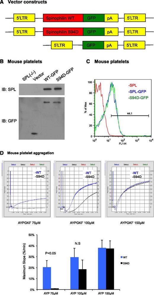 Figure 6. Reconstituting SPL−/− mice with the SPL S94D variant results a loss of function in platelet aggregation. (A) Schematic of the constructs used to express SPL(WT)-GFP, SPL(S94D)-GFP, or GFP alone. LTR, long terminal repeat; pA, polyadenylation signal. (B) Immunoblot of SPL (top) and GFP (bottom) in platelet lysate derived either from SPL−/− mice or from lethally irradiated mice reconstituted with SPL−/− fetal liver cells expressing SPL(WT)-GFP, SPL(S94D)-GFP, or GFP alone. The experiment is representative of 2 similar experiments. (C) Histogram of SPL(WT)-GFP and SPL(S94D)-GFP expression in platelets. The experiment is representative 2 similar experiments. (D) Platelet aggregation stimulated with PAR4 agonist peptide, AYPGKF. Three experiments are summarized in the graph.