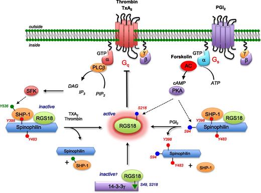 Figure 7. A model for modulating platelet reactivity through regulated control of RGS proteins. In resting platelets, RGS18 is part of a complex that includes SPL and SHP-1 in which SPL is phosphorylated on tyrosines 398 and 483. Addition of thrombin or a TxA2 mimetic causes dissociation of the complex and dephosphorylation of SPL, freeing RGS18. Some of the SPL binds to PP1 once the SPL/RGS18/SHP-1 complex has dissociated (lower left). Addition of PGI2 or forskolin leads to cAMP-dependent phosphorylation of serine 94 in SPL, followed by dissociation of the SPL/RGS18/SHP-1 complex without dephosphorylation of SPL tyrosine residues (lower right). Both events cause an increase in free RGS18 available to bind to activated Gq and Gi, helping to limit platelet activation. Rising cAMP levels also result in phosphorylation of RGS18 Ser216, which Gegenbauer et al27 have shown to displace RGS18 from its binding site on 14-3-3γ (lower middle). AC, adenylyl cyclase; ATP, adenosine triphosphate; DAG, diacylglycerol; PIP, phosphatidylinositol 4,5-bisphosphate; PLC, phospholipase C; SFK, Src family kinases.