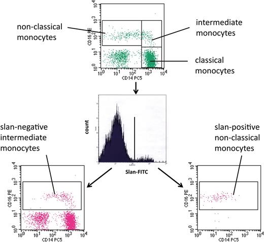 Figure 1. Use of slan for dissection of CD16-positive monocyte subsets. Whole blood from a healthy control (ID 2059) was stained with monoclonal antibodies to CD14, CD16, HLA-DR, and slan and analyzed in 4-color flow cytometry. Monocyte subsets defined in the CD14 CD16 dot plot (top) are classical (417.6 cells per microliter), intermediate (16.8 cells per microliter), and nonclassical monocytes (39.3 cells per microliter). Separation based on slan reveals slan-positive nonclassical monocytes (26.3 cells per microliter) (bottom right) and slan-negative intermediate monocytes (31.2 cells per microliter) (bottom left).