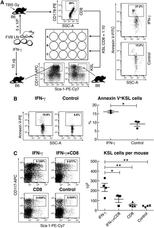 Figure 2. T-cell-mediated apoptosis and elimination of IFN-γ-expanded KSL cells. (A) Activated CD8 T cells were sorted from the BM of B6 mice pretreated with sublethal TBI and FVB LN cell infusion (induced BM failure) and then mixed with KSL cells from IFN-γ-treated (10 μg per mouse) or control B6 mice at a CD8:KSL cell ratio of 10:1. Cells were cultured at 37°C for 60 minutes. IFN-γ-treated KSL cells (n = 4) had significantly higher proportion of annexin V+ cells compared with untreated KSL cells (n = 2). (B) In another experiment, KSL cells from IFN-γ-injected (n = 2) or untreated control (n = 3) B6 mice were mixed with activated CD4 and CD8 T cells at a KSL:CD4:CD8 ratio of 1:5:10 and cultured at 37°C for 60 minutes. Activated CD4 and CD8 T cells caused an increase in annexin V+ cells in IFN-γ-expanded KSL cells. (C) FVB mice were treated with IFN-γ (10 μg per mouse) on day 0 (IFN-γ; n = 4), IFN-γ (10 μg per mouse) on day 0 plus 6 × 104 activated CD8 T cells per mouse on day 1 (IFN-γ+CD8; n = 3), 6 × 104 activated CD8 T cells only per mouse on day 1 (CD8; n = 4), or nothing (control; n = 4) and were euthanized on day 2 to harvest BM cells for flow cytometry analyses. Total number of KSL cells recovered was significantly reduced in the IFN-γ+CD8 treatment group compared with the IFN-γ group. SSC-A, side scatter-area. *P < .05; **P < .01.