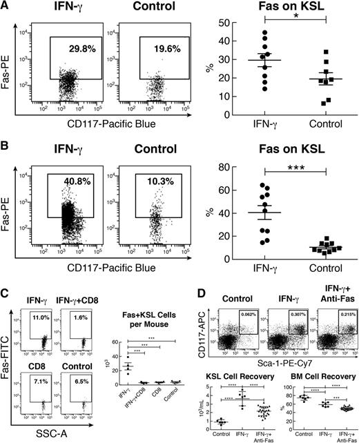 Figure 3. IFN-γ-upregulated KSL cell Fas expression and Fas-mediated destruction. (A) KSL cells from IFN-γ-injected mice (10 μg per mouse; n = 9) had a significantly higher proportion of cells expressing the apoptotic receptor Fas relative to KSL cells from untreated (n = 8) mice. (B) BM cells from B6 mice (n = 10) cultured with 50 ng/mL IFN-γ for 6 days in vitro also had significant upregulation in Fas expression on KSL cells compared with cultured BM cells without IFN-γ (n = 10). (C) From the same mice as described in Figure 2C, the proportion and total number of Fas+KSL cells were significantly reduced in those that received treatment with IFN-γ+CD8 T cells compared with those exposed to IFN-γ alone. (D) BM cells from FVB mice (n = 6) were cultured for 24 hours in RPMI 1640 media supplemented with 25 ng/mL IFN-γ (IFN-γ), 25 ng/mL IFN-γ plus 0.5 to 2.0 μg/mL anti-Fas antibody (IFN-γ+anti-Fas), or media only (control). The proportion of KSL cells was reduced in the IFN-γ+anti-Fas treatment group relative to the IFN-γ group. Recovery of total KSL cells was reduced (P < .01) with IFN-γ+anti-Fas treatment relative to treatment with IFN-γ alone. IFN-γ treatment also reduced total BM cell recovery relative to control, whereas IFN-γ+anti-Fas treatment further reduced BM cell recovery relative to treatment with IFN-γ alone. *P < .05; ***P < .001; ****P < .0001.