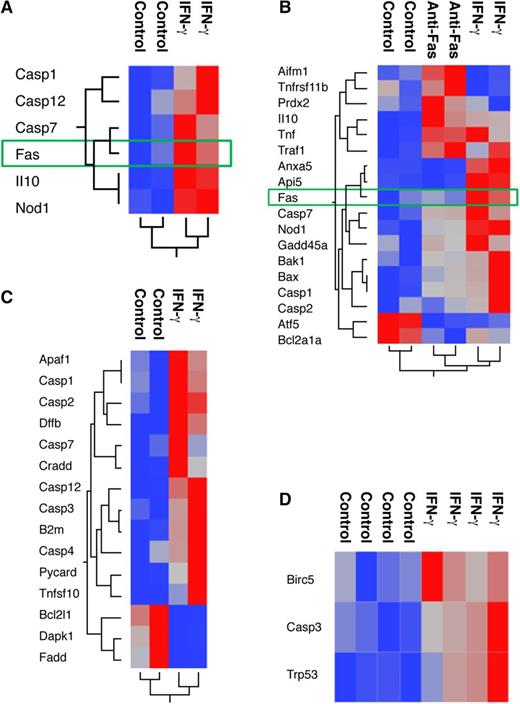 Figure 4. IFN-γ-augmented apoptotic gene expression. (A) Heat map of apoptotic gene expression in normal B6 BM cells cultured for 20 hours with 50 ng/mL IFN-γ (IFN-γ) or media only (control). (B) Differential expression of apoptotic genes in B6 BM cells after 20 hours of culture with 50 ng/mL IFN-γ (IFN-γ), 50 ng/mL IFN-γ + 1 μg/mL anti-Fas antibody (anti-Fas), or media control (control). (C) Apoptotic gene expression heat map for KSL cells from B6 donors after 20 hours of culture with or without 50 ng/mL IFN-γ. (D) Apoptotic gene expression heat map for KSL cells from B6 mice with or without IFN-γ injection (10 µg per mouse) 20 hours earlier.