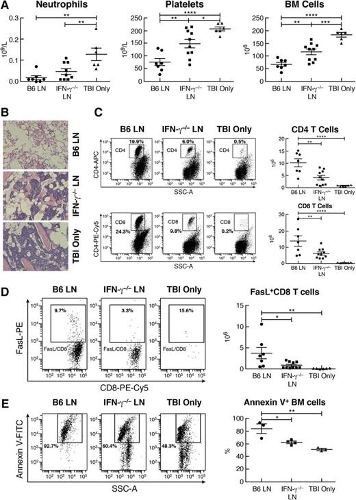 Figure 7. Reduced efficacy of IFN-γ−/− LN cells in the induction of BM failure. C.B10 mice were treated with 5 Gy TBI (TBI only; n = 6), TBI plus 5 × 106 B6 LN cells (B6 LN; n = 7), or TBI plus 5 × 106 LN cells from IFN-γ−/− donors (IFN-γ−/−LN; n = 10) and were bled and euthanized on day 14 to measure CBC and cellular changes. (A) Recipients of IFN-γ−/− LN cells had more neutrophils, platelets, and total BM cells than did recipients of B6 LN cells. (B) Marrow cavities appeared to be empty in mice infused with B6 LN cells, had reduced cellularity but contained clusters of hematopoietic cells in mice treated with IFN-γ−/− LN cells, and had nearly normal cellularity in TBI-only control mice. (C) Proportion and total number of CD4+ T cells as well as proportion and total number of CD8+ T cells were significantly reduced in the BM of recipients infused with IFN-γ−/− LN cells than in the BM of recipients infused with B6 LN cells. (D) Total number of FasL+CD8 T cells was significantly lower in the BM of recipients infused with IFN-γ−/− LN cells than in the BM of recipients infused with B6 LN cells. (E) Residual (CD4–CD8–) BM cells from mice (n = 4) infused with IFN-γ−/− LN cells had a lower percentage of annexin V+ apoptotic cells than those from mice (n = 3) infused with B6 LN cells. *P < .05; **P < .01; ***P < .001; ****P < .0001.