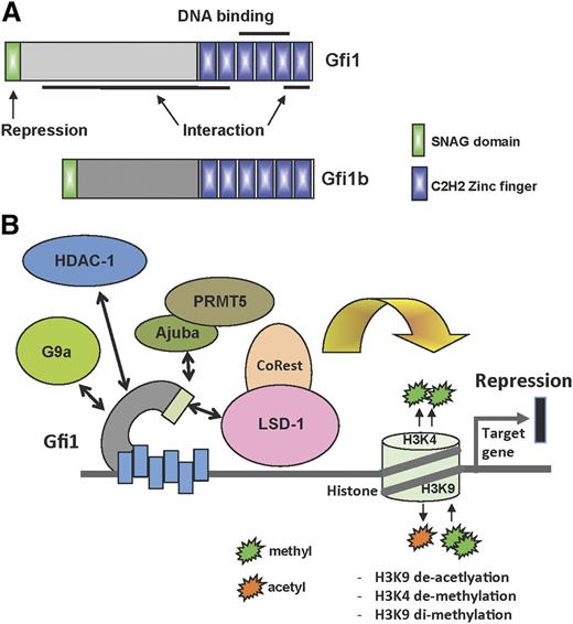 Figure 1. Structure and function of Gfi1 and Gfi1b. (A) Schematic structure of Gfi1 and Gfi1b with their respective domains. (B) Depiction of the different Gfi1 interaction partners and their ability to modify histones at Gfi1 target gene loci.