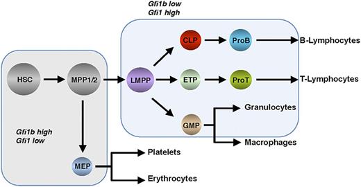 Figure 2. Hierarchical structure of hematopoiesis depicting the stepwise differentiation from hematopoietic stem and precursor cells into effector cells of the main lineages. Shaded fields indicate Gfi1 and Gfi1b expression levels. CLP, common lymphoid progenitor; ETP, early thymic progenitor; GMP, granulocyte-monocyte progenitor; LMPP, lymphoid primed multipotent progenitor; MEP, megakaryocyte-erythroid progenitor; MPP, multipotent progenitor.