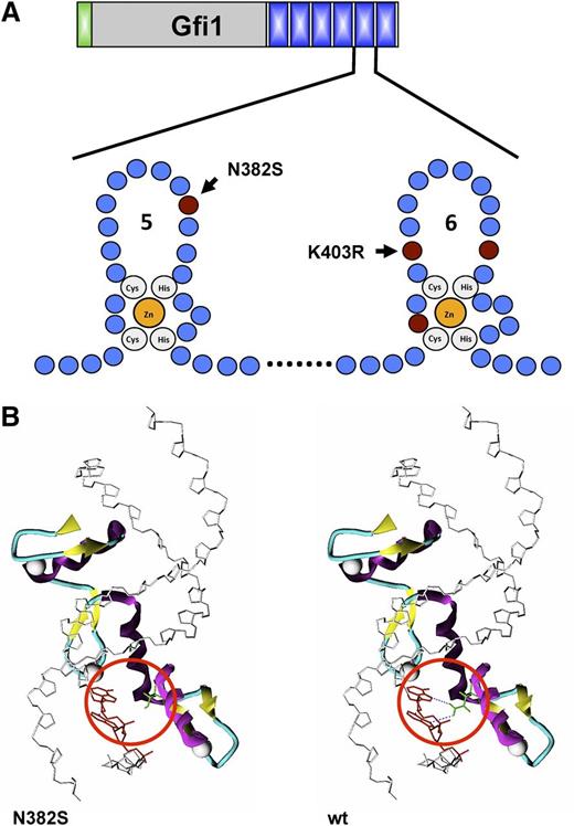 Figure 3. Effect of mutations on the structure of GFI1. (A) Schematic structure of zing fingers 5 and 6 of Gfi1 and localization of the most common mutations found in families with SCN. The affected amino acids are indicated. (B) Consequence of the N382S mutation on the tertiary structure of zinc finger 5 in the human GFI1 protein: in the wild-type form, Asn-382 forms 2 hydrogen bonds with the DNA strand, which is lost in the GFI1 variant carrying the N382S mutation (red circle).