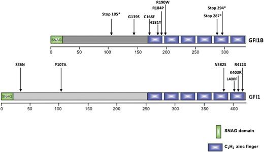 Figure 5. Positions of known mutations in the genes for GFI1 and GFI1B. Shown is a summary of the consequences of the known inherited and congenital mutations in the human GFIB gene (upper) and the human GFI1 gene (lower) for their respective protein sequences. All mutations in the GFI1B gene are associated with platelet disorders, and the mutations in the GFI1 gene are associated with SCN.