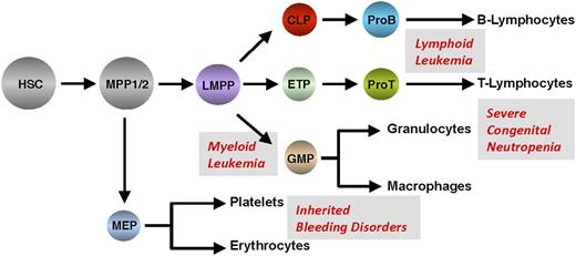 Figure 6. Summary of hematologic diseases associated with perturbed expression or mutations of GFI1 or GFI1B.
