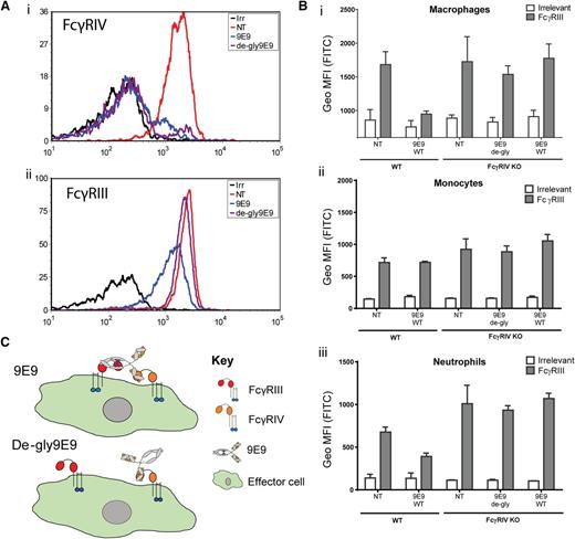 Figure 2. Engagement of FcγRIV is critical to the blocking of FcγRIII by 9E9. (A) Representative histograms showing detectable FcγRIV (i) or FcγRIII (ii) on neutrophils isolated from mice in the adoptive transfer studies using either 9E9 or de-gly9E9. Splenocytes were incubated with anti-mLy-6G (PEcy7), Ly6C (PerCP), CD11b (PE), F4/80 (APC), and anti-mFcγR (FITC). Antibodies to detect FcγRIII and FcγRIV were AT152-4 F(ab′)2 and 9E9, respectively. Samples were opsonized for 30 minutes on ice before washing, RBC lysis, and analysis on a Becton Dickinson FACSDiva II flow cytometer. (B) WT or FcγRIV−/− C57BL/6 mice were injected IP with either 9E9 or de-gly9E9 (50 µg). Three to 4 hours later, splenocytes were harvested and the level of detectable FcγRs measured on myeloid subsets, (i) macrophages, (ii) monocytes, and (iii) neutrophils, as in panel A. (C) Schematic diagram of the proposed mechanism by which 9E9 blocks FcγRIII (N = 3). APC, allophycocyanin; FITC, fluorescein isothiocyanate; IP, intraperitoneally; irr, irrelevant control; KO, knockout; MFI, mean fluorescence intensity; NT, nontreated; PE, phycoerythrin; PerCP, peridinin chlorophyll; RBC, red blood cell.