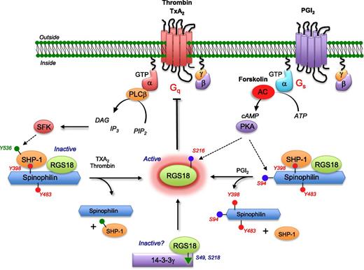 A model for modulating platelet reactivity through regulated control of RGS proteins. Platelets can achieve free RGS18 levels by ≥3 states: resting (inactive), after activation by agonist (active; thrombin stimulation), and resistance to activation (active; PGI2-mediated suppression). AC, adenylyl cyclase; ATP, adenosine triphosphate; cAMP, cyclic adenosine monophosphate; DAG, diacylglycerol; GTP, guanosine triphosphate; IP, prostacyclin; PIP, phosphatidylinositol 4,5-bisphosphate; PKA, protein kinase A; PLC, phospholipase C; SFK, Src family kinases; TxA2, thromboxane A2. See Figure 7 in the article by Ma et al that begins on page 2611.
