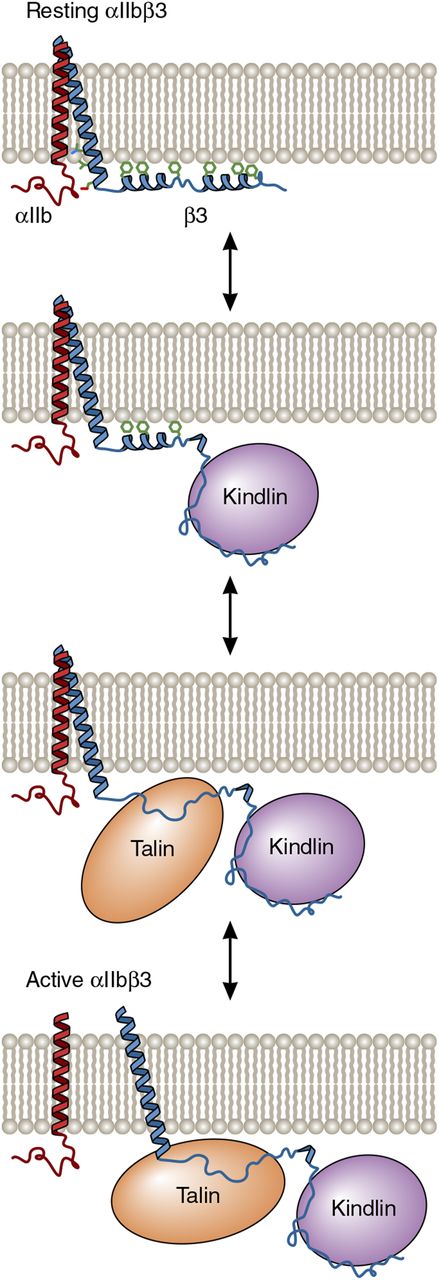 One possible model for the cooperative activation of αIIbβ3 by kindlin-3 and talin-1. In resting platelets, the 2 distal helices of the β3 cytoplasmic tail interact with the membrane bilayer and are not competent to bind talin-1 or kindlin-3 because the membrane obstructs their access to β3. However, the dynamic nature of the tail makes protein-protein interaction motifs accessible. As depicted in the model, kindlin-3 binding to the distal β3 tail removes the proximal tail from the membrane, thereby allowing it to bind to the talin-1 FERM domain. In turn, talin-1 FERM domain binding causes separation of the αIIbβ3 transmembrane domain heterodimer and subsequent αIIbβ3 activation. Adapted from Metcalf et al6 with permission. Professional illustration by Patrick Lane, ScEYEnce Studios.
