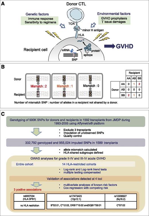 Figure 1. GVHD development in HSCT. (A) GVHD is an alloimmune response that develops after allogeneic transplantation, in which donor T cells recognize the host-derived alloantigens presented on their targets. In HLA-matched transplantation, these minor H antigens are typically defined by the host SNPs or by other polymorphisms that are not shared with the donor. GVHD development is also affected by other genetic and environmental factors. (B) The number of allele mismatches is defined as the number of alleles (0, 1, or 2) that are not shared by the donor. (C) Schematic diagram of the study design. For each SNP showing >5% of minor allele frequency in the donor cohort, association was tested between the presence/absence of grade II-IV aGVHD or grade III-IV aGVHD and the number of allele mismatches for each donor-recipient pair using log-rank and/or log-rank trend tests (GWAS), with corrections for multiple testing. GWAS was performed including the entire cohort, or to identify minor H antigen–related loci confined to those subsets sharing 1 of the 14 HLA alleles observed in >20% of the current transplant cohort. CTL, cytotoxic T lymphocyte; GWAS, genome-wide association study; JMDP, Japan Marrow Donor Program; mRNA, messenger RNA; TCR, T-cell receptor.