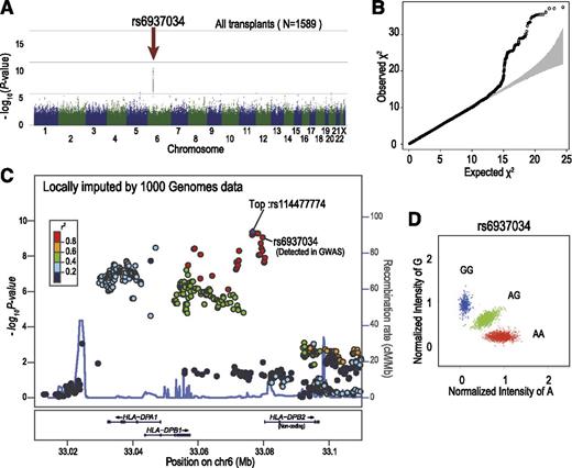 Figure 2. SNPs around the HLA-DPB1 locus showed strong association with the development of grade II-IV aGVHD. Manhattan plot (A) and QQ plot (B) of GWAS analysis, in which the log-rank test statistic was calculated for each SNP according to the number of mismatching alleles in the GVH direction between the donor and patient. In the QQ plot, 95% CIs are depicted in gray. (C) Unobserved SNPs were imputed using the data from the 1000 Genomes Project. The P values from the log-rank test for each SNP around the HLA-DPB1 locus were plotted as circles, the color of which indicates the r2 value between each SNP and the SNP showing the minimum P value (rs114477774; “Top”). In the diagram, genetic recombination rates are overlaid with a light blue line. (D) Cluster plot for rs6937034. Specimens genotyped as AA, AG, and GG are shown in red, green, and blue, respectively. CI, confidence interval; QQ, quantile-quantile.