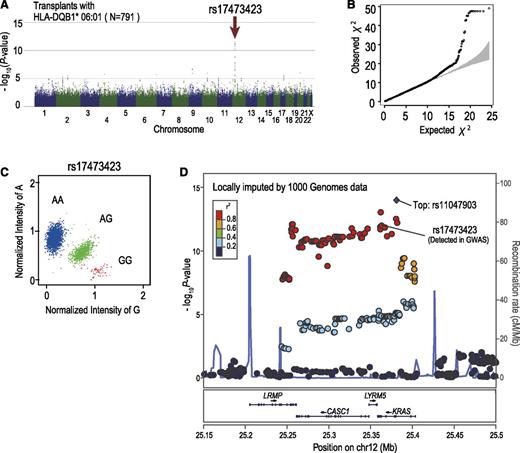 Figure 4. Significant association with grade III-IV aGVHD detected in 12p12.1. Manhattan plot (A) and QQ plot (B) of GWAS analysis. A log-rank trend test statistic was calculated to compare the cumulative rates of grade III-IV aGVHD, in which analyses were performed based on the number of allele mismatches between donor and recipient. Under the assumption that the minor H antigen was presented by HLA-DQB1*06:01, association was tested within the subgroup of transplants sharing HLA-DQB1*06:01. In the QQ plot, 95% CIs are depicted in gray. (C) Cluster plot of rs17473423 showing the highest significance. Specimens genotyped as AA, AG, and GG are shown in blue, green, and red, respectively. (D) Regional association plots are depicted in which unobserved SNPs were imputed using the data from the 1000 Genomes Project. Genetic recombination rates estimated using genotyping data from the 1000 Genomes Project are depicted by a light blue line; r2 values between SNPs and the most significantly associated SNP (rs11047903; “Top”) are color-coded.