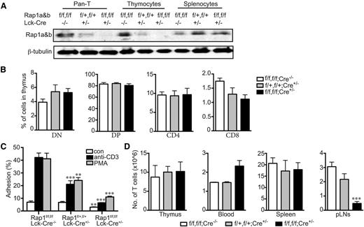Figure 1. Rap1-deficient T cells develop normally but are defective in adhesion to ICAM-1 and homing to peripheral lymph nodes. (A) Immunoblot for Rap1 (antibody detects both Rap1a and Rap1b) of lysates of T cells, thymocytes, and splenocytes from mice of the indicated genotypes. β-tubulin serves as a loading control. (B) Percentages of thymocytes of animals with the indicated genotypes that were characterized by flow cytometry as CD4+, CD8+, double-positive, or double-negative. (C) Percentage of resting or stimulated (anti-CD3 or phorbol myristate acetate) splenic T cells from animals with the indicated genotypes adherent to ICAM-1 coated wells after washing. (D) Absolute number of CD3+ cells in thymus, 1 mL blood, spleen, and pLNs of animals with the indicated genotypes. (B, C, and D) Results plotted are mean ± SD; n = 4; **P < .01, ***P < .001.