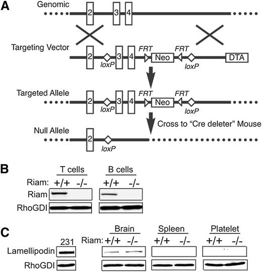 Figure 2. Generation of RIAM−/− mice. (A) Schematic representation of RIAM targeting. The RIAM locus of murine ES cells was targeted by homologous recombination to generate an allele with loxP sites flanking exons 3 and 4. The resulting RIAM conditional mice were crossed with a Cre-deleter strain to remove exons 3 and 4, along with the Neo cassette, and thereby generate RIAM+/− mice that were crossed to produce RIAM−/− mice. (B) Immunmoblot for RIAM and RhoGDI of lysates of T and B cells isolated from spleens of RIAM+/+ and RIAM−/− mice. (C) Immunoblot for lamellipodin and RhoGDI of lysates of of MDA-MB-231 human breast cancer cells, as well as the extracts of brain, spleen, and platelets from mice with the indicated genotype.