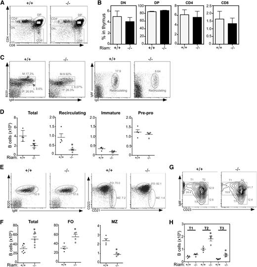 Figure 3. RIAM-deficient lymphocytes develop normally, but the MZ B cell population is reduced in RIAM-deficient mice. (A) RIAM+/+ and RIAM−/− thymocytes were stained with anti-CD4 and anti-CD8 Abs and analyzed by flow cytometry to reveal double-positive (DP), double-negative (DN), and single-positive (CD4+ or CD8+) cells. (B) Percentages of thymocyte subsets of animals with the indicated genotypes. Plotted are means ± SD; n = 4. (C) BM lymphocytes from RIAM+/+ or RIAM−/− mice were stained with anti-B220 and anti-IgM Abs (left) and analyzed by flow cytometry, depicting pre-pro (P; B220low, IgMlow), immature (I; B220high, IgMlow), and mature (M; B220high, IgMhigh) B-cell subsets or stained with anti-IgM and anti-IgD Abs (right) to quantify recirculating mature B cells. (D) Absolute numbers of B220+ B cells of the indicated subsets within equal volumes of BM suspensions; n = 4. (E, G) Splenocytes derived from RIAM+/+ and RIAM−/− mice were characterized by flow cytometry as total B cells or FO (CD23high, CD21low), or MZ (CD23low, CD21high) B cells (E) or T1 (IgMhigh, CD23low), T2 (IgMhigh, CD23high), or T3 (IgMlow, CD23high) transitional B cells (G). (F, H) Absolute numbers of the B cells characterized in E and G. Horizontal lines indicate mean ± SD of the individual animals plotted, *P < .05.