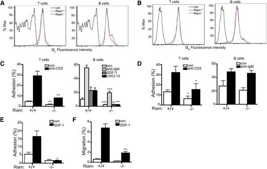 Figure 4. RIAM−/− lymphocytes are defective in integrin-dependent adhesion and migration. (A-B) Expression of LFA-1 (αL; A) and VLA-4 (α4; B) in spleen-derived T and B cells from RIAM+/+ or RIAM−/− mice was determined by flow cytometry. (C-D) Percentage of T (left) or B (right) cells (resting or stimulated as indicated) from spleens of RIAM+/+ or RIAM−/− mice adherent to ICAM-1 (C) or VCAM-1 (D) coated wells after washing. (E) T-cell adhesion to ICAM-1 ±SDF-1 measured in a flow chamber. (F) B-cell migration measured as percentage of cells that cross the membrane of a modified Boyden chamber toward media ± SDF-1. Plots show mean ± SD; n = 4 (C-D) or n = 3 (E-F). *P < .05, **P < .01, ***P < .001.