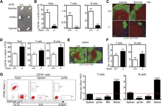 Figure 5. RIAM-deficient lymphocytes traffic efficiently to spleen but not pLNs or BM. (A) Brachial, axillary, and inguinal lymph nodes removed from RIAM+/+ or RIAM−/−mice. Scale bar represents 5 mm. (B, D) Numbers of T and B cells recovered from pLNs (B) or spleens (D) of RIAM+/+ or RIAM−/−mice. Plotted are mean ± SD; n = 7; *P < .05, **P < .01. (C, E) Thin sections of inguinal and brachial pLNs (C) or spleens (E) from RIAM+/+ or RIAM−/− mice stained for B cells (B220), T cells (CD3), and stromal cells (F480). Bar represents 100 μm. (F) Numbers of T and B cells in the peripheral blood of RIAM+/+ or RIAM−/−mice. Plotted are mean ± SD; n = 4. (G) Numbers of red (CMTMR stained RIAM+/+) or green (carboxyfluorescein diacetate succinimidyl ester stained RIAM−/−) CD3+ T cells and CD19+ B cells detected by flow cytometry in the spleen, pLNs, BM, and blood of RIAM+/+ recipients 3 hours after intravenous injection of equal numbers of stained, red blood cell-depleted splenocytes. On the left is a representative cytofluorimetric scatter plot of CD19+ cells, and on the right are cumulative data plotted as the mean ± SD of the ratios of green:red cells; n = 9; ***P < .001, ****P < .0001.