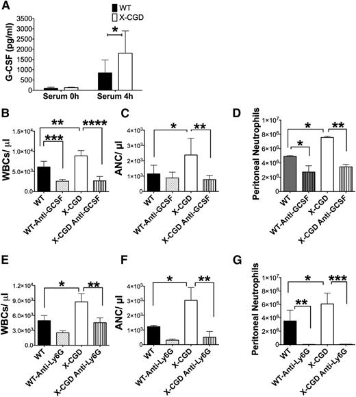 Figure 5. Antibodies to G-CSF or Ly6G prevented neutrophil mobilization and subsequent recruitment to peritoneal cavity. (A) Serum levels of G-CSF were estimated by ELISA 4 hours postperiodate injections (n > 5). Data are presented as mean ± standard deviation was analyzed using the Mann-Whitney U test; *P < .05. (C-G) Mice were injected IV with neutralizing antibodies to mouse G-CSF or with anti-Ly6G to deplete neutrophils, then challenged with periodate and sacrificed after 8 hours. (B,E) WBC and (C,F) ANC in peripheral blood were determined by Hemavet analysis, and (D,G) peritoneal neutrophils enumerated by flow cytometry for anti-G-CSF–injected mice and by cytospins for anti-Ly6G–injected mice. For G-CSF antibody, n = 5 per group from 1 experiment; anti-Ly6G, n = 6 per group from 2 separate experiments. For B-G, data are presented as mean ± standard deviation and P values determined using 1-way ANOVA with Tukey correction. . *P < .05, **P < .01, ****P < .0001.