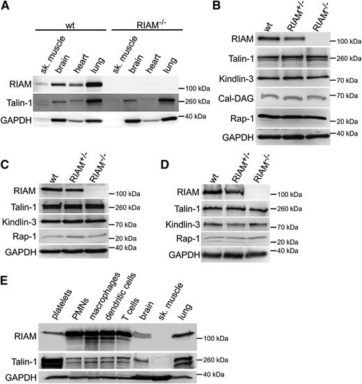Figure 1. RIAM is strongly expressed in cells of hematopoietic origin. (A-D) Western blot analysis confirms loss of RIAM protein in indicated tissues and cells of RIAM−/− mice. Levels of talin-1 (A-D), Cal-DAG (B), Kindlin-3 (B-D), and Rap1 (B-D) are unaffected in different organs (A), platelets (B), macrophages (C), and PMNs (D). RIAM levels are reduced in platelets, macrophages, and PMNs isolated from RIAM+/− mice (B-D). (E) Comparison of RIAM and talin-1 expression in different tissues and hematopoietic cells. GAPDH expression served as loading control. GAPDH, glyceraldehyde 3-phosphate dehydrogenase; sk., skeletal.