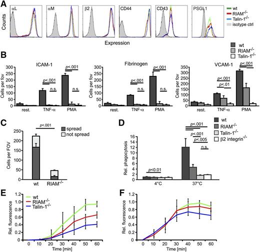 Figure 2. Integrin functions on RIAM−/− PMNs are severely impaired. (A) Representative FACS blots showing surface levels of αL integrin, αM integrin, β2 integrin, CD44, CD43, and PSGL-1 on wt (green), RIAM−/− (red), and talin-1−/− (blue) PMNs. BM cells were gated for high Gr1 expression. Isotype control staining is shown in light gray. (B) Static adhesion of untreated (resting), TNF-α–, and PMA-treated BM-derived PMNs from wt, RIAM−/−, and talin-1−/− mice on ICAM-1, fibrinogen, or VCAM-1 (n = 5 independent experiments). (C) Number of adherent (not spread) and spread wt and RIAM−/− PMNs seeded on immune complexes for 30 minutes were individually counted (n = 3 independent experiments). (D) Relative amount of fluorescently labeled Escherichia coli particles phagocytosed by wt, RIAM−/−, talin-1−/−, and β2 integrin−/− at 4°C and 37°C (n = 8, 8, 8, 3). (E-F) Oxidative burst measured in wt, RIAM−/−, and talin-1−/− PMNs after stimulation with TNF-α (E) and PMA (F), respectively. P values for TNF-α stimulation: wt vs RIAM−/− at 50 minutes (P < .005) and at 60 minutes (P < .001); wt vs talin-1−/− at 40 minutes (P < .005) and at 50 minutes and 60 minutes (P < .001), RIAM−/− vs talin-1−/− at 40 minutes and 50 minutes (P < .01) and at 60 minutes (P < .005). P values for PMA stimulation: wt vs talin-1−/− at 40/50/60 minutes (P < .05; n = 5). Data are shown as mean ± SD; P values indicate significant differences and were calculated with the Student t test. ctl, control; fov, field of view; n.s., not significant; Rel., relative; rest., resting.