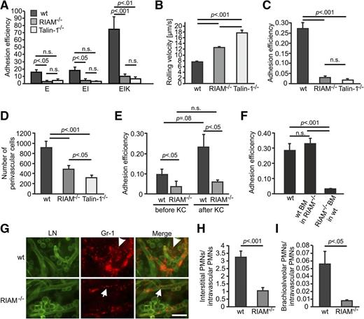 Figure 3. RIAM−/− mice suffer from LAD and extravasation defects. (A) β2 integrin-mediated adhesion of PMNs from wt, RIAM−/−, and talin-1−/− mice under flow ex vivo. Flow chambers were coated with E-selectin only or a mixture of E-selectin, ICAM-1, and/or CXCL1 (K), connected to the carotid artery and perfused with whole blood for 10 minutes (n ≥ 4 chambers in 3 independent experiments for each condition). (B-C) Mean rolling velocity (B) and adhesion efficiency (C) of PMNs in TNF-α–stimulated postcapillary cremaster muscle venules of wt, RIAM−/−, and talin-1−/− mice (n = 4 independent experiments). (D) Quantification of perivascular PMNs after Giemsa staining of TNF-α–stimulated cremaster muscles 3 hours after cytokine application (n ≥ 5 independent experiments). (E) Adhesion efficiency of leukocytes in unstimulated cremaster muscle venules of wt and RIAM−/− mice before and 2 minutes after injection of the arrest chemokine CXCL1 (n = 4 of 6 independent experiments). (F) Adhesion efficiency of PMNs in TNF-α–stimulated postcapillary cremaster muscle venules of BM mixed chimeras analyzed 8 weeks after transplantation (n = 4 independent experiments). (G) Whole-mount staining of phorbol ester–treated ears from wt and RIAM−/− mice, stained with an anti-pan-laminin antibody (LN, green) to visualize endothelial basement membranes and an anti-Gr-1 antibody to identify neutrophils. Arrowheads indicate extravasated cells; arrows point to neutrophils within blood vessels. Scale bar represents 100 μm. (H-I) wt and RIAM−/− mice were exposed to aerosolized LPS for 30 minutes and ratios of neutrophils extravasated into the interstitium (H) or the brachioalveolar space (I) and neutrophils remaining in the lung vasculature are shown 4 hours after treatment. Data are shown as mean ± SEM P values indicate significant differences and were calculated with the Student t test. E, E-selectin; EI, E-selectin and ICAM-1; EIK, E-selectin, ICAM-1 and KC.