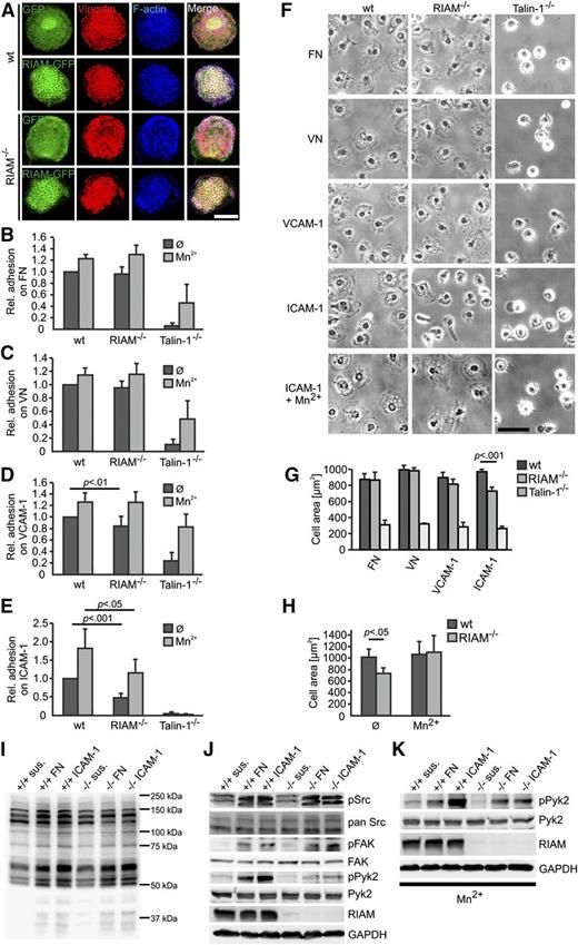 Figure 4. Integrin functions are impaired on RIAM−/− macrophages. (A) Vinculin (red) and F-actin staining (phalloidin; blue) of wt and RIAM−/− BM-derived DCs expressing EGFP or RIAM-EGFP (green). Scale bar represents 5 μm. (B-E) Static adhesion assay of BM-derived wt, RIAM−/−, and talin-1−/− macrophages to FN (B), VN (C), VCAM-1 (D), and ICAM-1 (E) in the presence or absence of 0.5 mM MnCl2 relative to wt macrophages (n ≥ 5 independent experiments). Adhesion was measured indirectly using crystal violet staining and optical density (OD) measurement at 595 nm. (F) Representative images of macrophages seeded for 30 minutes on FN, VN, or VCAM-1 and on ICAM-1 in the absence or presence of 0.5 mM MnCl2. Scale bar represents 50 μm. (G) Mean ± SD values of spreading area of wt, RIAM−/−, and talin−/− macrophages seeded for 30 minutes on FN, VN, VCAM-1, or ICAM-1 (n = 5 independent experiments with 50 cells measured per experiment). (H) Mean ± SD values of spreading area of wt and RIAM−/− macrophages seeded for 30 minutes on ICAM-1 in the absence or presence of 0.5 mM MnCl2 (n = 3 independent experiments with 50 cells measured per experiment). (I-J) wt and RIAM−/− macrophages were either kept in suspension or plated for 20 minutes on FN or ICAM-1, and analyzed for global tyrosine phosphorylation (I) and for phosphorylation and total expression of Src, FAK, and Pyk2 (J). GAPDH served as loading control. (K) wt and RIAM−/− macrophages were either kept in suspension or plated for 20 minutes on FN or ICAM-1 in the presence of 0.5 mM MnCl2 and analyzed for Pyk2 phosphorylation. P values indicate significant differences and were calculated with the Student t test. sus., suspension.