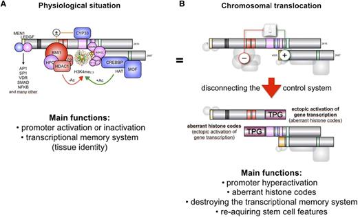 Figure 1. Proposed model for the oncogenic conversion of MLL fusions. (A) The physiologic situation of MLL functions. Taspase1-cleaved MLL is assembled into the holo-complex and binds to target promoter regions. This occurs via the N-terminally bound MEN1/LEDGF protein complex that allows binding to many transcription factors. The PHD domain is able to read histone core particles, whereas the SET domain allows it to write epigenetic signatures (H3K4me2/3). Associated CREBP and MOF are able to acetylate nucleosomes. CYP33 allows switching into the repressor mode by enabling the docking of a Polycomb group complex composed of BMI1, HPC2, CtBP, and several HDACs. This enables the removal of acetyl groups from nucleosomes or transcription factors to shut down gene transcription. (B) In the case of a chromosomal translocation, the intrinsic regulatory mechanism of MLL becomes destroyed. The disrupted MLL portions are fused to protein sequences deriving from a large amount of different partner genes (n > 80). The N-terminal portion of MLL retains the ability to bind MEN1 and LEDGF, and thus, to bind to target promoter regions. Depending on the fusion sequence (AF4, AF5, LAF4, AF9, ENL, AF10), MLL-X fusions may recruit the endogenous AF4 complex that contains P-TEFb and the histone methyltransferases DOT1L, NSD1, and CARM1. This activates gene transcription and results in enhanced epigenetic signatures (H3K79me2/3). The C-terminal portion retains CREBBP and MOF binding capacity, as well as the SET domain. In some cases (AF4, AF5, LAF4), the N-terminal fused protein sequences allow binding to P-TEFb and directly to the largest subunit of RNA polymerase II to enhance the process of transcriptional elongation. In addition, the fused protein sequences still bind NSD1 and DOT1L.