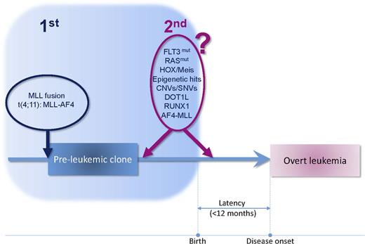 Figure 2. Two-hit cancer model in infant t(4;11)+ B-ALL. MA4 fusion is the first and driver oncogenic event. The very short latency of the disease indicates that secondary cooperating hits, if required, are expected to arise prenatally or very early after birth.
