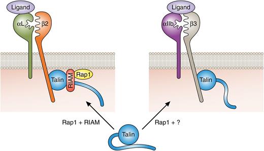 Rap1-mediated integrin activation. Talin-mediated activation of β2 integrins requires Rap1 and RIAM expression. A RIAM-Rap1 complex targets talin to the plasma membrane and contributes to conformational activation of talin, resulting in β2 integrin tail binding and integrin activation. Activation of platelet αIIbβ3 is talin and Rap1 dependent but independent of RIAM. The relevant Rap1 effector is yet to be identified. RIAM dependency of α4β1 activation is cell-type dependent (not shown). For clarity, additional proteins contributing to Rap-dependent and -independent integrin activation are not depicted. Professional illustration by Patrick Lane, ScEYEnce Studios.