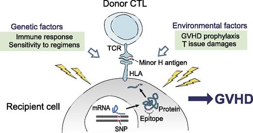 Schematic representation of different factors influencing the development of GVHD. In full HLA-matched allogeneic HCT, minor H antigens disparities between donor and recipient are associated with severe GVHD. CTL, cytotoxic T lymphocyte; mRNA, messenger RNA; TCR, T-cell receptor. See Figure 1A in the article by Sato-Otsubo et al that begins on page 2752.